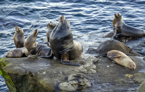 Seals by the Cove, La Jolla, CA
