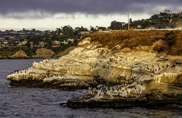 Birds at the Cove in La Jolla, CA