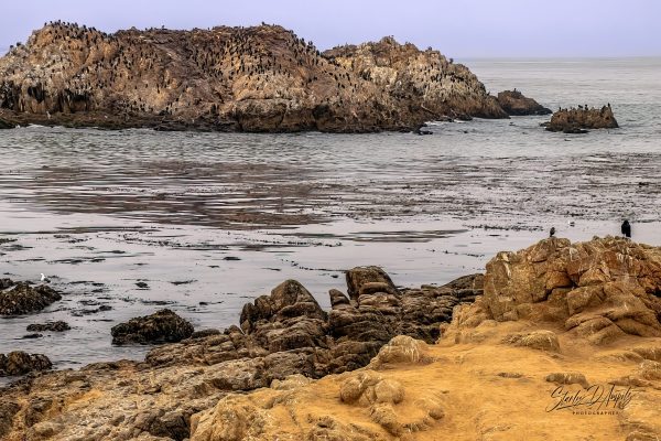 View of Bird Rock from 17 Mile Drive, Monterey, CA