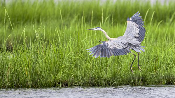 Great Blue Heron wingspan almost matches that of an eagle. They can sit for hours waiting for food