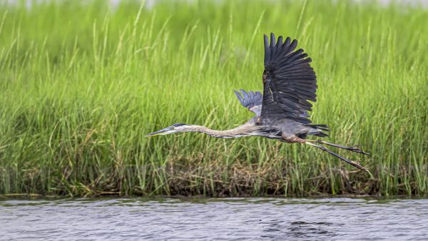 Great Blue Heron wingspan almost matches that of an eagle. They can sit for hours waiting for food
