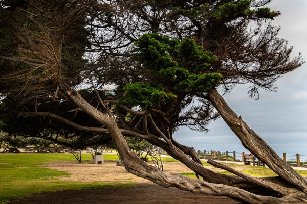 Bent Tree off the Pacific Coast