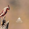 "Afternoon's Scarlet Sentinel" is a striking photograph that celebrates the vivid beauty of the