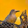 "Scarlet Crown in Golden Glow" is a breathtaking photograph that captures the vivid allure of a