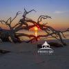 A serene moment as the rising sun peeks through branches revealing an unblemished beach surrounding