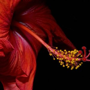 Macro view of a hibiscus stamen at peak bloom.