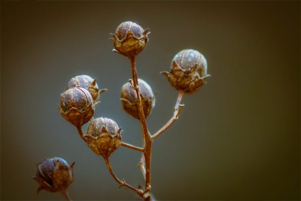 After all the beautiful flowers fade, crepe myrtles go into a dormant phase for winter and the