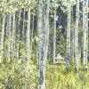 The Quaking Aspen tree is known for its vibrant yellow fall foliage, making it a stunning sight in
