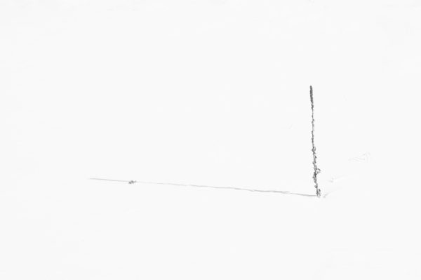 "Alone" A winter scene observed on the side of an embankment while leaving the park. Weed by