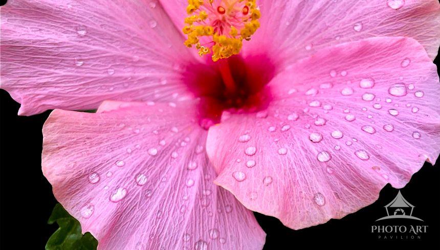 A blushing, roseate flower with intricately folded petals, Bathed in the afterglow of a fresh