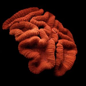 Layers of Living Depth is a compelling image of coral captured underwater, drawing the viewer in