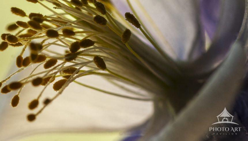 Columbine macro