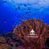 Alive in Fiji’s Underwater Glow presents a vivid glimpse into the rich biodiversity of a coral reef