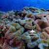 Whispers of the Living Reef presents a richly detailed underwater tableau that immerses the viewer