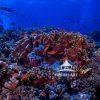 Heartbeat of the Ocean Garden offers an immersive glimpse into the vibrant life flourishing within a