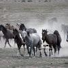 On The Run - Wild Onaqui Mustang Horses. ---They came running out of the haze — a living storm of