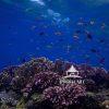 Echoes of Color Beneath the Waves presents a vivid glimpse into the dynamic world of an underwater