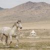 Running Free – Wild Onaqui Mustang Horse ---- He came out of nowhere — a flash of motion against the