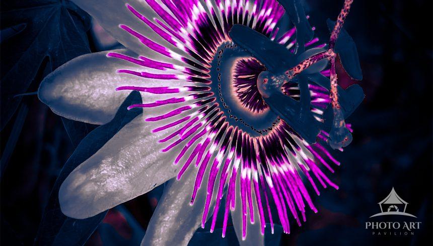 A passion fruit flower has been artistically processed to give it an almost glowing presence in the