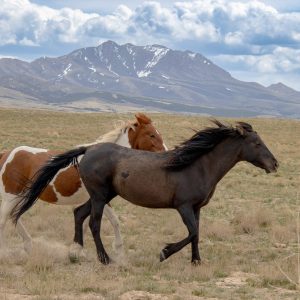 Spirit of the Onaqui: “The Wild Horses of Utah” In the wide, open expanse of Utah’s west desert, the