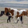 Spirit of the Onaqui: “The Wild Horses of Utah” In the wide, open expanse of Utah’s west desert, the