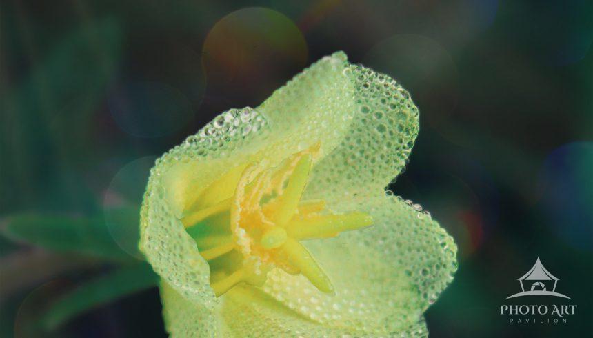 Cutleaf evening primrose is a beautiful flower in its own right, but when it’s covered in dew drops