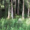 A stand of cypress as one walks along the Swamp Walk. Surrounded by these trees on the edge of the