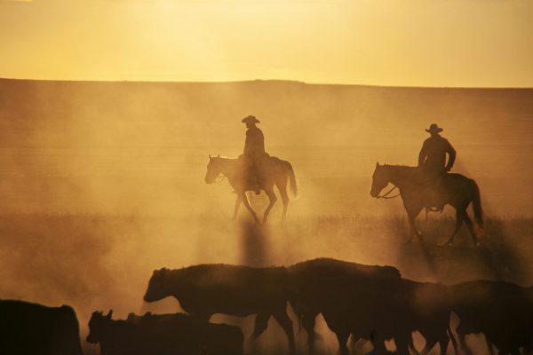 Cowboys herding cattle home as the sun sets in the West.