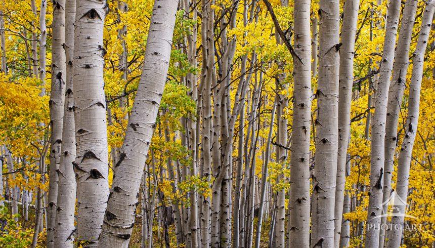 Path through aspen forest on Kebler Pass, Crested Butte, Colorado