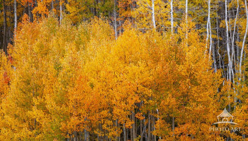 Golden aspens tiered on a hillside on Kebler Pass, Crested Butte, Colorado
