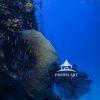 Harmony in the Deep Blue immerses viewers in a serene underwater world where natural beauty and