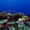 This artwork offers a vivid exploration of an underwater coral reef, bringing to life the rich