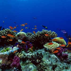 This artwork offers a vivid exploration of an underwater coral reef, bringing to life the rich