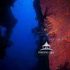 This artwork presents a striking underwater vista centered on a bold red sea fan that anchors the