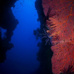 This artwork presents a striking underwater vista centered on a bold red sea fan that anchors the
