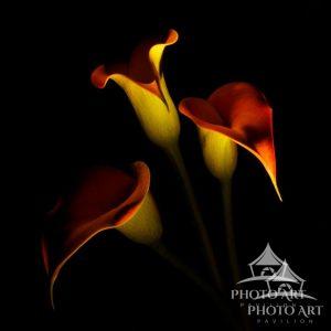 Fine art photography by William Gillis.