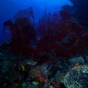 This artwork presents a captivating underwater tableau centered on a black coral sea fan that