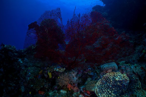 This artwork presents a captivating underwater tableau centered on a black coral sea fan that