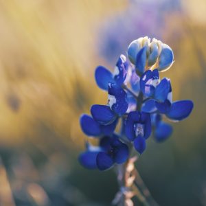 This artwork offers an intimate celebration of natural beauty through the delicate bloom of a
