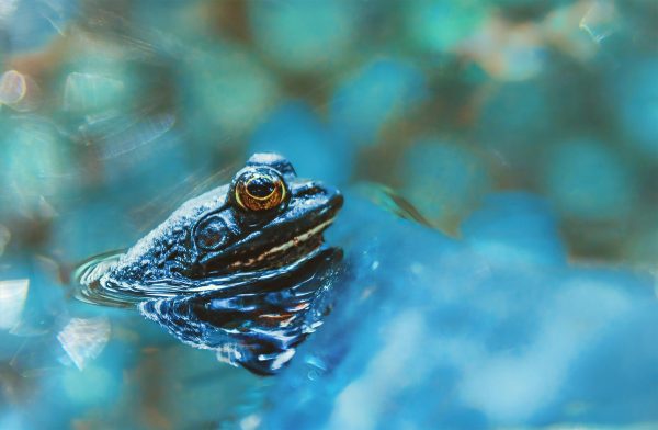 A small American bullfrog basks in the sun on a warm spring day. Frogs are cold blooded, so they