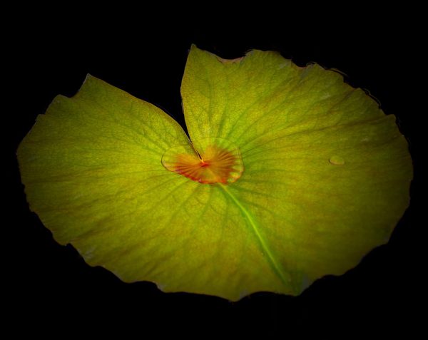 Lily pad found on a pond with water on its center displaying a reddish tint making it look like a