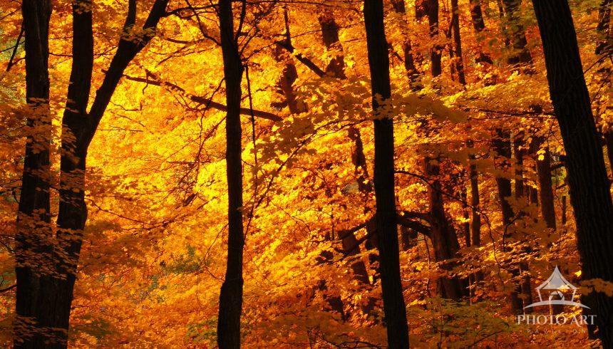 This image was taken as my wife and I hiked the 3 mile drive through the Arboretum. I was shooting a