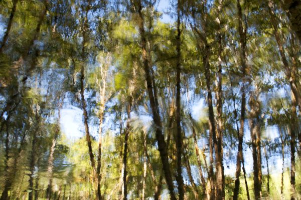 Forest trees reflected in a stream