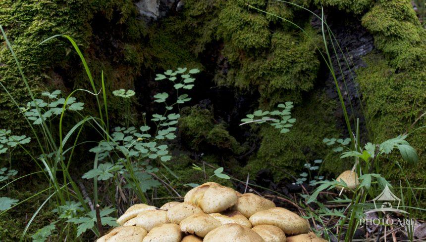 Pancake mushrooms nestled against Aspen tree