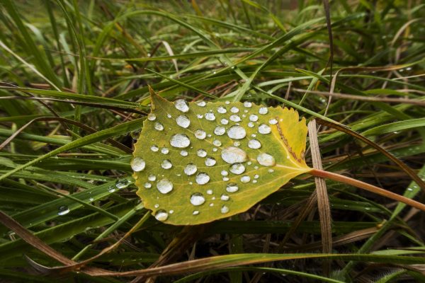Aspen leaf after a brief rain shower