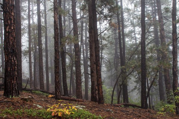 Fog in the Forest