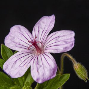 Wild Geranium in Detail