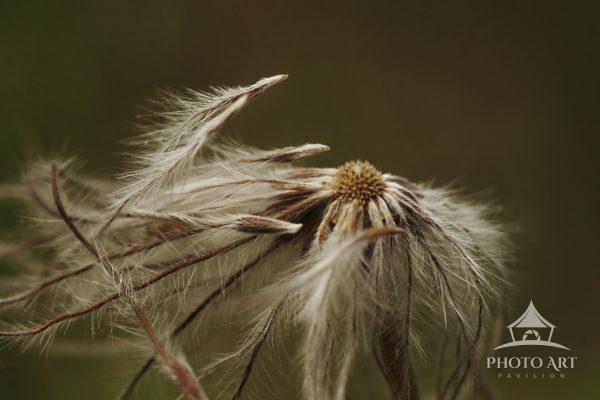 Pasque Flower seedhead sending her children out into the World