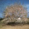 Multiple exposure of a Poplar tree in bloom. The scene depicts a dense and vibrant tree in full