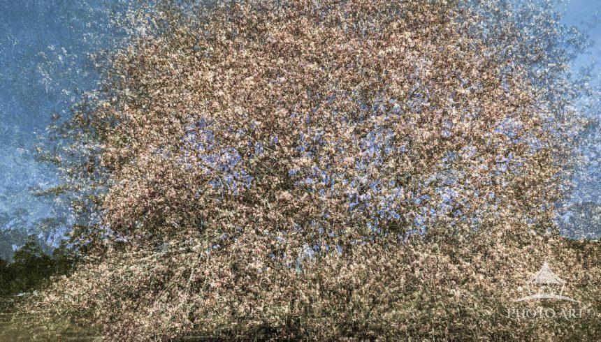 Multiple exposure of a Poplar tree in bloom. The scene depicts a dense and vibrant tree in full